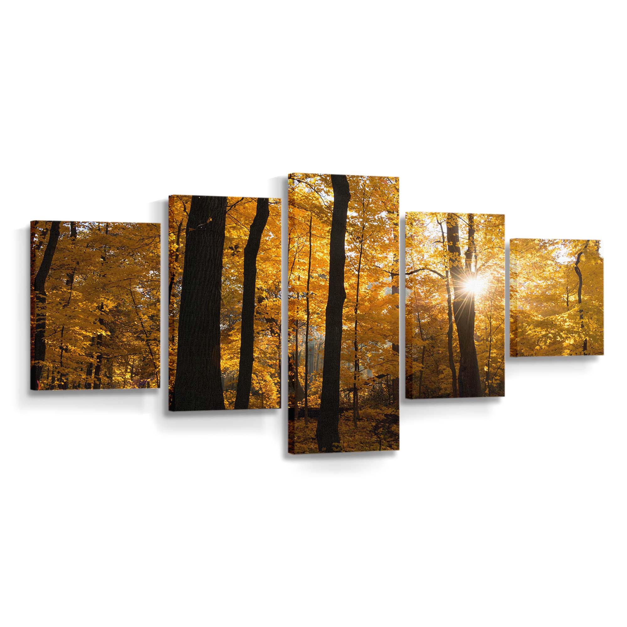 fall colors sunrise forest wallpaper
